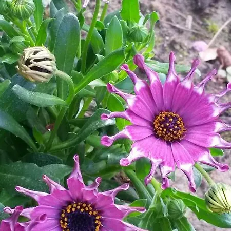 Bed & Breakfast Le Clos De Saint Montauban